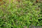 Photo: Verbena hastata 5.