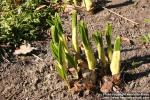 Photo: Veratrum nigrum 3.