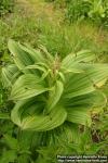 Photo: Veratrum nigrum 5.