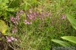 Photo: Veronica prostrata.