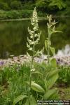 Photo: Veratrum album 2.