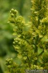 Photo: Veratrum viride 2.