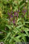 Photo: Verbena hastata 6.