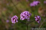 Photo: Verbena bonariensis 5.