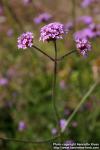 Photo: Verbena bonariensis 4.