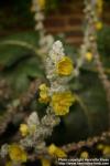 Photo: Verbascum bombyciferum 5.