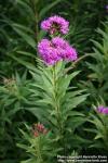 Photo: Vernonia fasciculata.