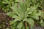 Photo: Verbascum phlomoides 7.