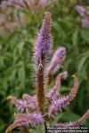 Photo: Veronicastrum virginicum 10.