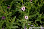 Photo: Verbena rigida 2.