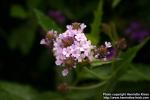 Photo: Verbena rigida 4.