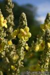 Photo: Verbascum 3.