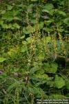 Photo: Verbascum nigrum 5.