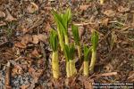 Photo: Veratrum nigrum 06.