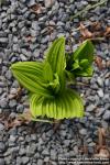 Photo: Veratrum nigrum 09.