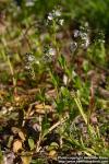 Photo: Veronica serpyllifolia 2.