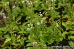 Photo: Veronica officinalis 4.