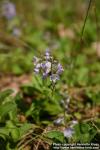 Photo: Veronica officinalis 10.