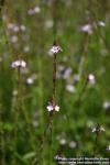 Photo: Verbena officinalis 5.