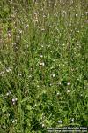 Photo: Verbena officinalis 6.