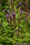 Photo: Verbena hastata 7.