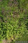 Photo: Verbena hastata 8.