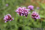 Photo: Verbena bonariensis 6.