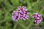 Photo: Verbena bonariensis 7.