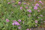 Photo: Verbena bonariensis 8.