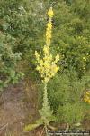 Photo: Verbascum speciosum 2.