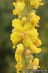 Photo: Verbascum speciosum 3.