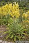 Photo: Verbascum speciosum 4.