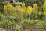 Photo: Verbascum speciosum 6.