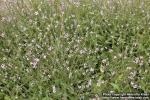 Photo: Verbena officinalis 7.