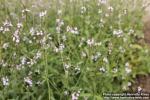 Photo: Verbena officinalis 9.