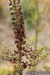 Photo: Veratrum nigrum 10.