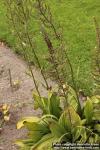 Photo: Veratrum nigrum 11.