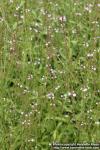 Photo: Verbena officinalis 11.