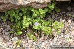 Photo: Veronica filiformis 1.