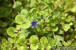 Photo: Veronica filiformis 2.