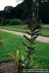 Photo: Veratrum nigrum.