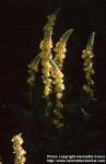 Photo: Verbascum chaixii 2.