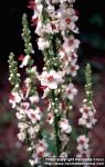 Photo: Verbascum chaixii 1.