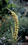 Photo: Verbascum nigrum 2.