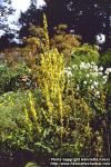 Photo: Verbascum nigrum.