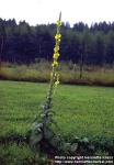 Photo: Verbascum phlomoides 3.