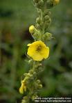 Photo: Verbascum phlomoides 4.