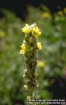 Photo: Verbascum thapsus 4.