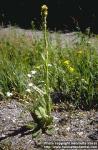 Photo: Verbascum thapsus 5.