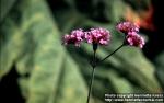 Photo: Verbena bonariensis 2.